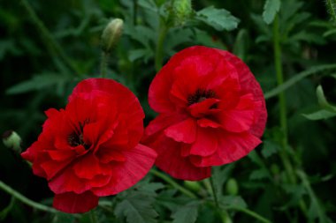 Bahçede açan kırmızı gelincik