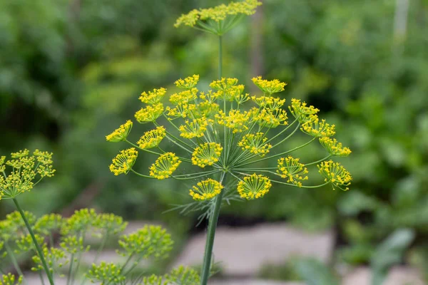 Flower Green Dill Fennel Green Background Flowers Dill — Stock Photo, Image