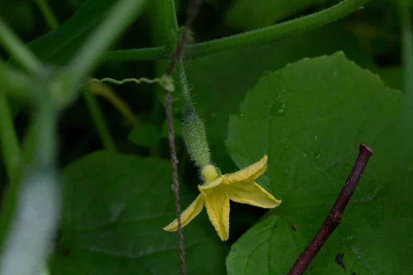 Een Groene Komkommer Met Bloemen Die Groeien Een Tuin Een — Stockfoto