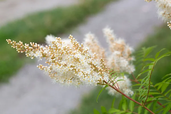 Flower Plant Green Grass Summer Beautiful Blooming Branch Branch Flowers — Stock Photo, Image