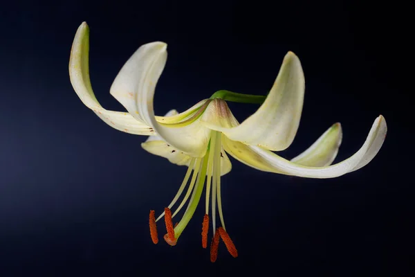 Elegant Cream White Lily Lance Shaped Lily Close Dark Black — Stock Photo, Image