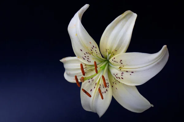 Elegant Cream White Lily Lance Shaped Lily Close Dark Black 로열티 프리 스톡 사진
