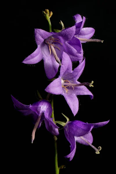 Close Branch Otran Field Bell Campanula Black Background — Stock Photo, Image