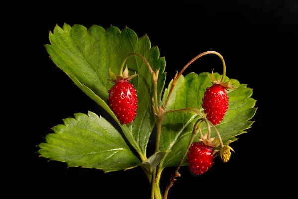 Strawberry Bush Ripe Green Berries Black Background Poster — Photo