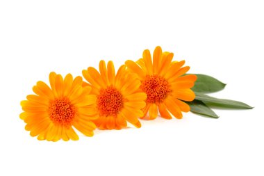 Beyaz arka planda eczane takviminin portakal çiçeği.