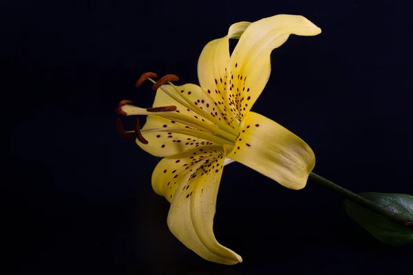 Tigre Amarelo Elegante Lírio Leopardo Lírio Forma Lança Close Fundo — Fotografia de Stock