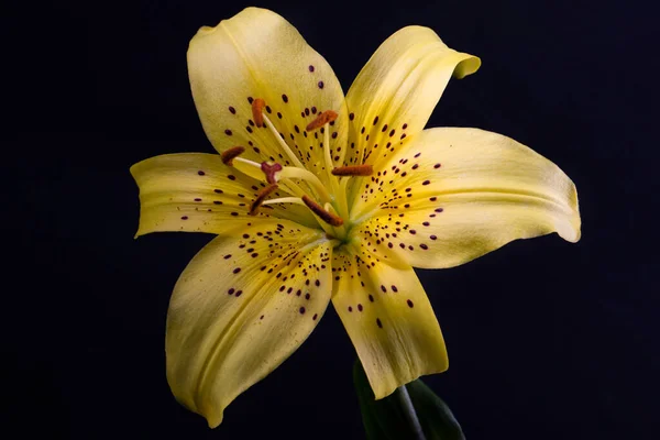 Elegante Tigre Amarillo Lirio Leopardo Lirio Forma Lanza Cerca Sobre — Foto de Stock