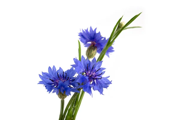 Kék Búzavirág Centaurea Cyanus Fehér Alapon Plakát Stock Kép