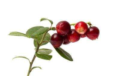 Beyaz arka planda yeşil yapraklı kırmızı böğürtlen.