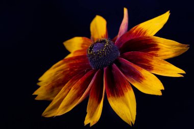 Siyah arka planda sarı-kırmızı rudbeckia. Poster..