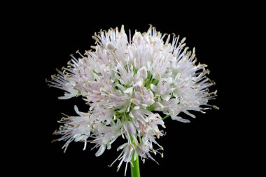 Dekoratif çiçek soğanı Allium 