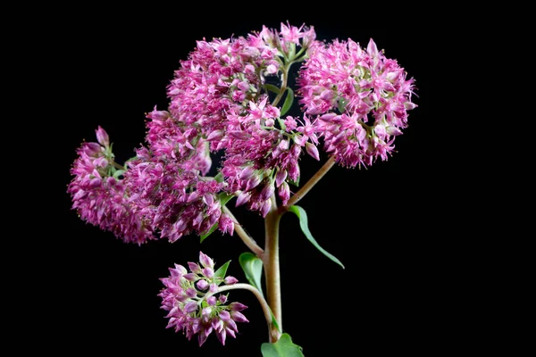 Communis Purpura Ogra Sedum Hylotelephium Nigro Background Wild Flower — Stock Photo, Image