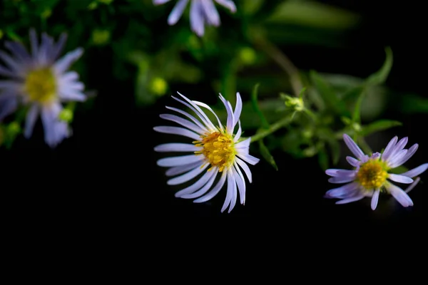 배경에 보라색 마일의 꽃들이 Symphyotrichum Puniceum 보라색 — 스톡 사진