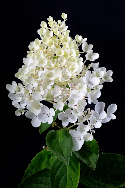 White flowers of Hydrangea paniculata grandiflora on a black background.