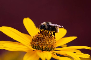 Vahşi bir arı, sarı bir rudbeckia ya da gerbera çiçeğinin nektarını toplar..