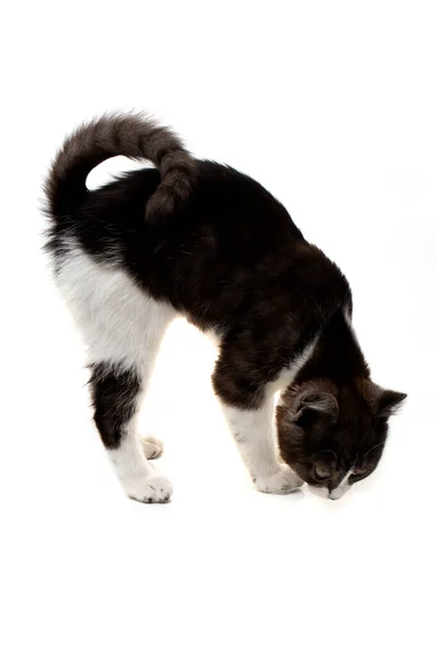 Lustiges Schwarz Weißes Kätzchen Mit Schwarzer Nase Schnüffelt Isoliert Auf — Stockfoto