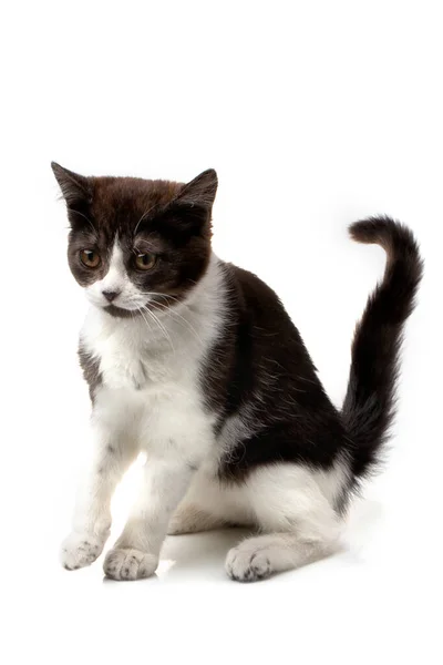 Funny Spotted Black White Kitten Black Nose Sits Its Hind — Stock Photo, Image