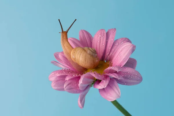 Kerti Szőlő Csiga Egy Rózsaszín Krizantém Virág Égszínkék Háttér Poszterhez Jogdíjmentes Stock Képek