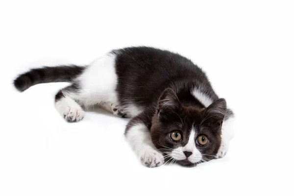 Ein Lustig Geflecktes Schwarz Weißes Kätzchen Mit Schwarzer Nase Liegt — Stockfoto