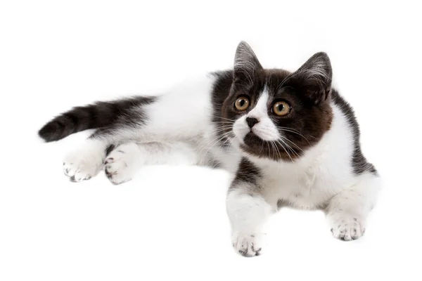 Ein Lustig Geflecktes Schwarz Weißes Kätzchen Mit Schwarzer Nase Liegt — Stockfoto