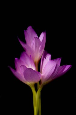 Colchicum autumnale. Sonbahar timsahları. Koyu arkaplanda bitki familyasından mor çiçekler..