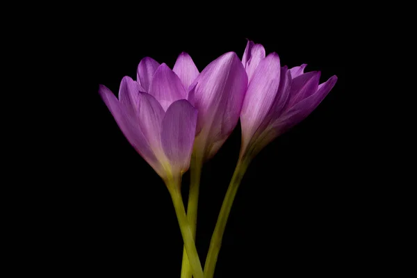 Colchicum Autumnale Autumn Crocuses Violet Flowers Plant Family Colchicaceae Dark — Stock Photo, Image