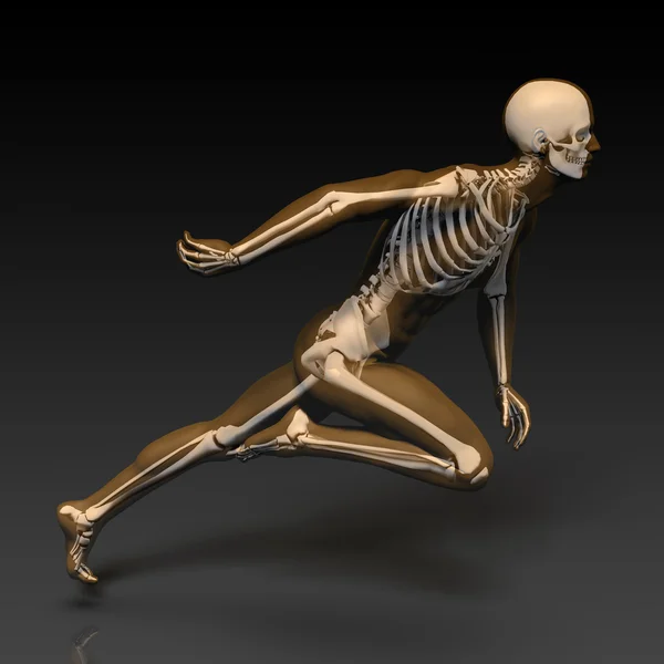 Анатомия человеческого тела и скелета — стоковое фото