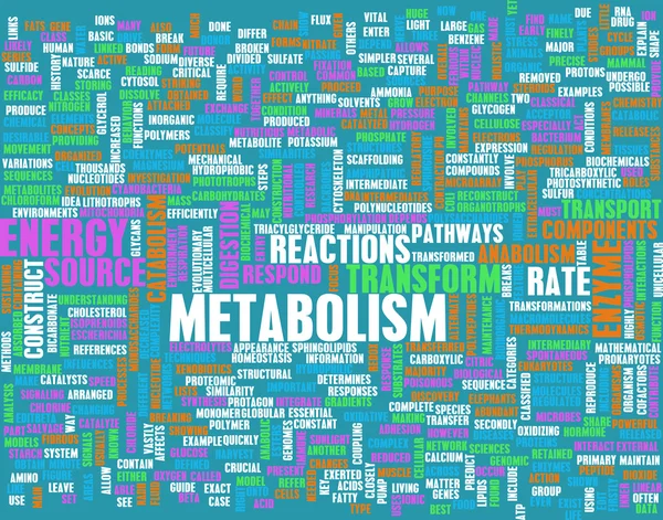 Metabolismo palabras relacionadas plantilla —  Fotos de Stock