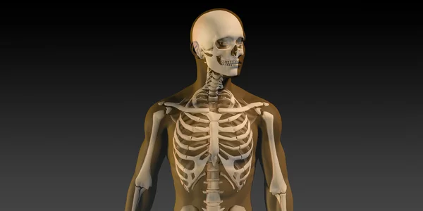 Human Anatomy with Visible Skeleton and Muscles — Stock Photo, Image