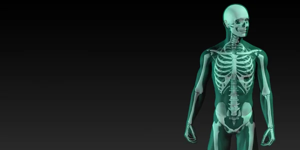 Diagramma della struttura ossea umana — Foto Stock