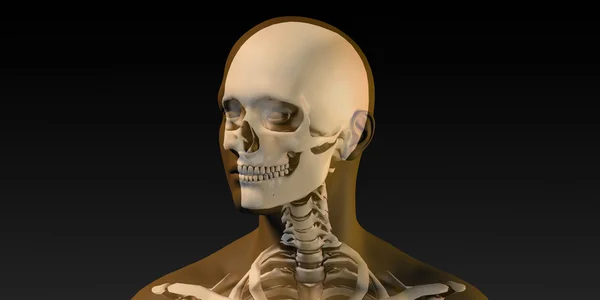 Medizinische Illustration menschlicher Körper und Knochen — Stockfoto