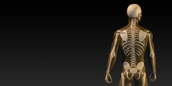 인간의 뼈 구조 다이어그램 — 스톡 사진