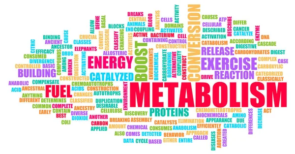Metabolism Kroppen Kemisk Reaktion Begreppet — Stockfoto