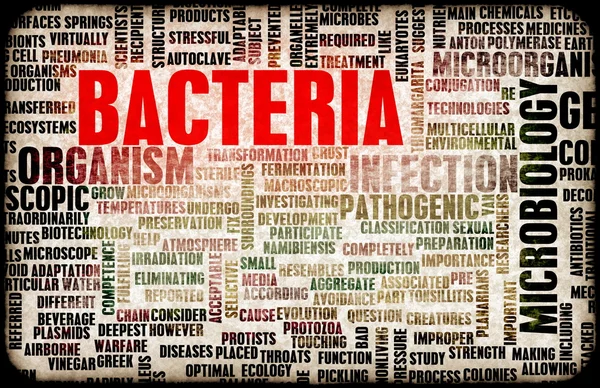 Bacteria — Stock Photo, Image