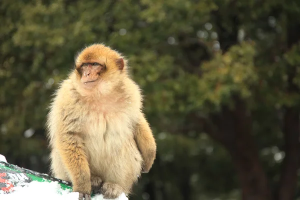 Barbary ape — Stockfoto