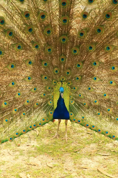 Pfau — Stockfoto