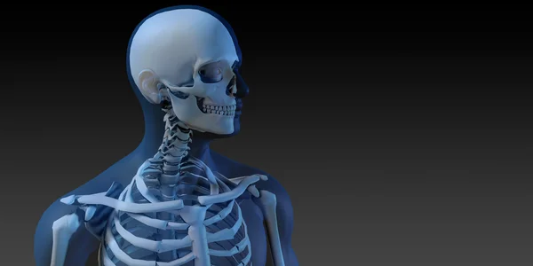 Anatomia Humana com Esqueleto Visível e Músculos — Fotografia de Stock