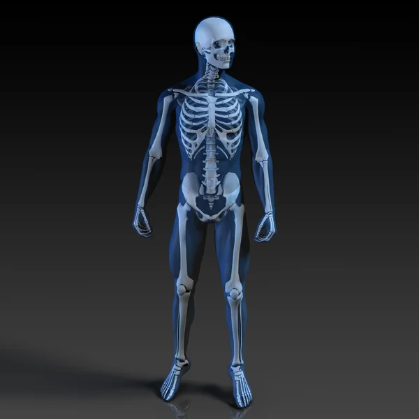 Людського тіла і скелет анатомії — стокове фото