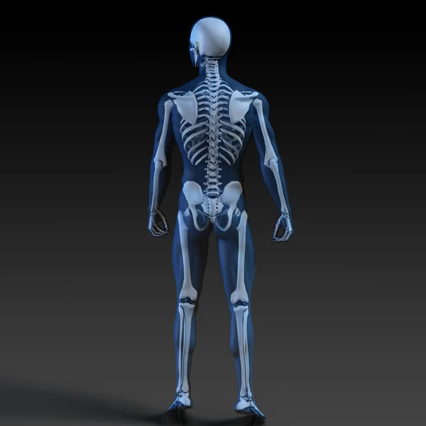 Transparent Human with Bone Structure — Stock Photo, Image