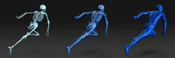 Анатомия человека с видимым скелетом и мышцами — стоковое фото