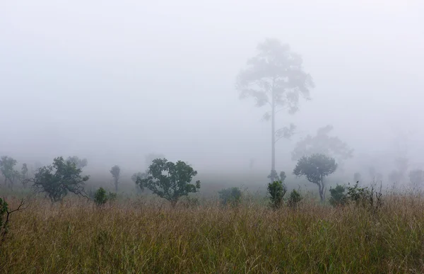 Früher Morgen im tropischen Wald — Stockfoto