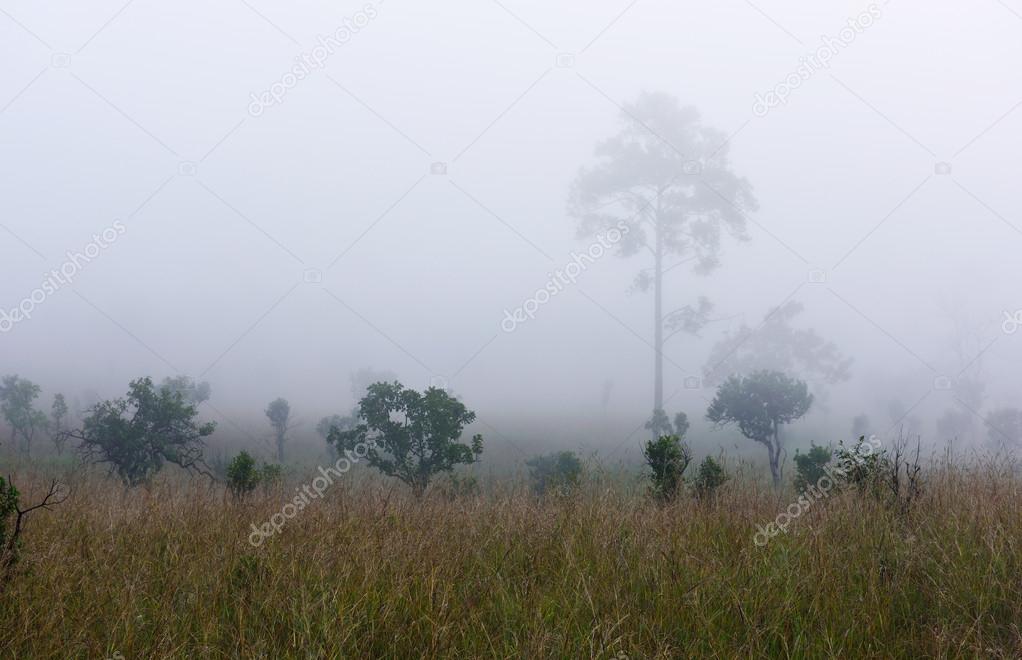 Early morning in tropical forest