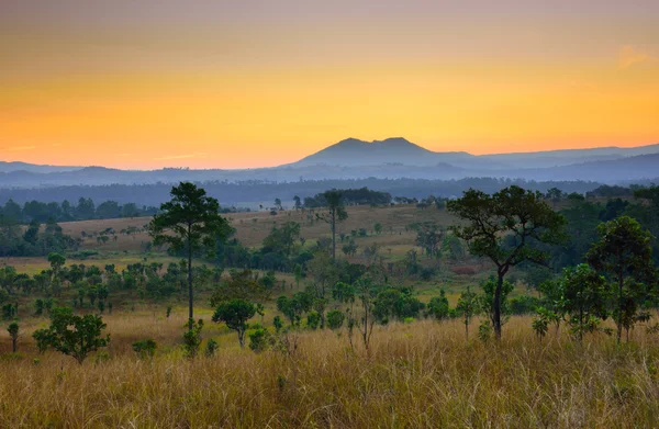 Tropisch woud landschap bij zonsopgang — Stockfoto