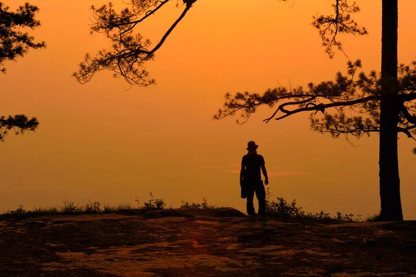 Silhueta de pinheiro ao nascer do sol — Fotografia de Stock