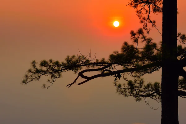 Sziluettjét fenyő napkeltekor — Stock Fotó