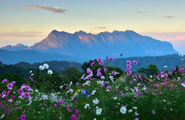 Landschaft des tropischen Waldes — Stockfoto