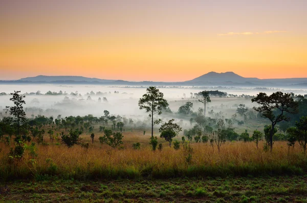 Paisaje del bosque tropical en la madrugada —  Fotos de Stock