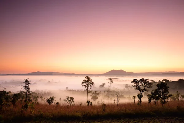 在清晨的热带森林的景观 — 图库照片