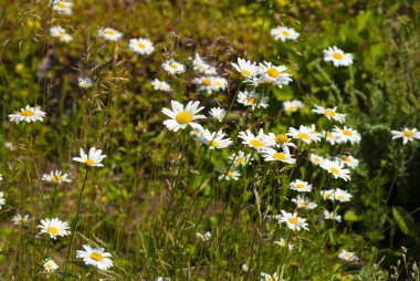 Papatya çiçeği yaz bahçesinde