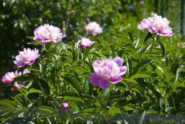 Bahçedeki pembe şakayıklar